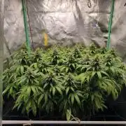 Big Mainline Project
