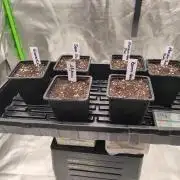 Indica Grow