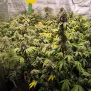 1 Reguläre steckling + 3 femis