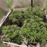 Sommer grow 2026