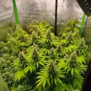 Sommer grow 2026