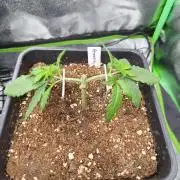Big Mainline Project