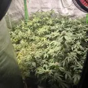 1 Reguläre steckling + 3 femis