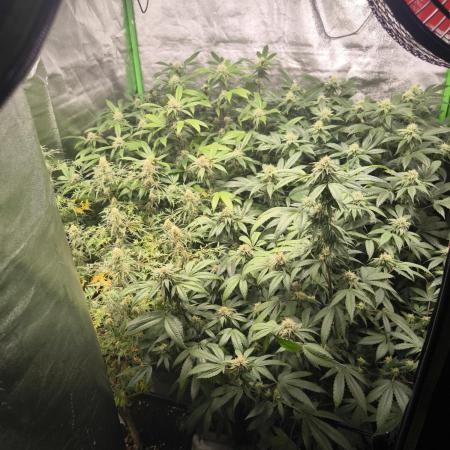 1 Reguläre steckling + 3 femis