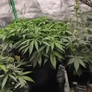 Big Mainline Project