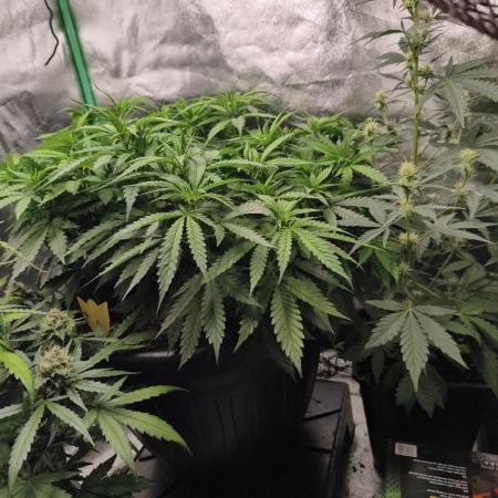 Big Mainline Project