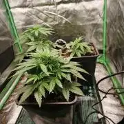 RQS Free seed grow