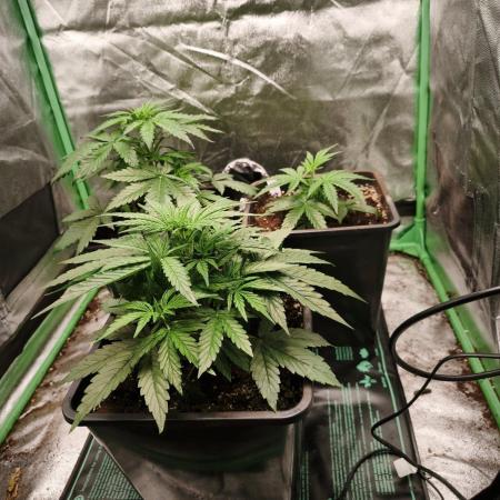 RQS Free seed grow