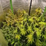Sommer grow 2026