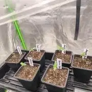 Indica Grow