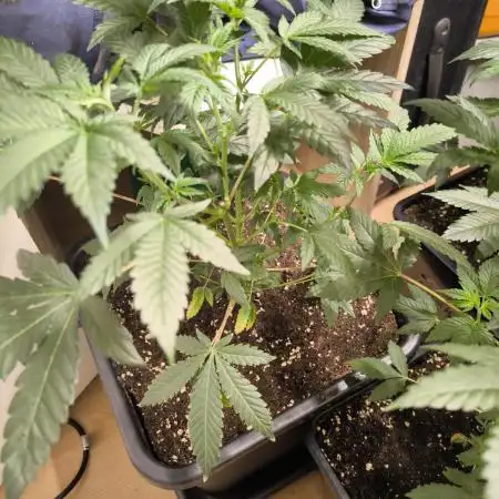 Limitierter strain