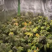 1 Reguläre steckling + 3 femis