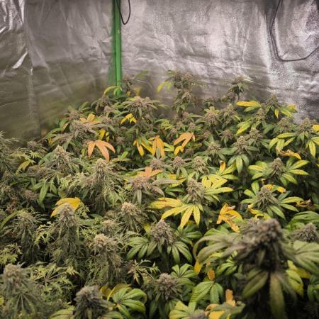 1 Reguläre steckling + 3 femis