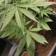free seed grow