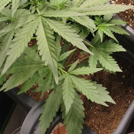 free seed grow