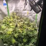 ZAMMIGROW2024
