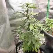free seed grow