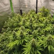 Sommer grow 2026