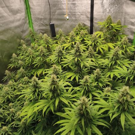 Sommer grow 2026