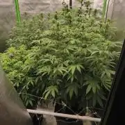 Sommer grow 2026
