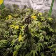 1 Reguläre steckling + 3 femis