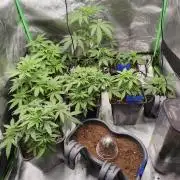 Sommer grow 2026