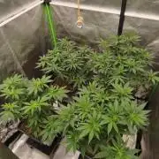 Sommer grow 2026