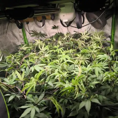 Limitierter strain