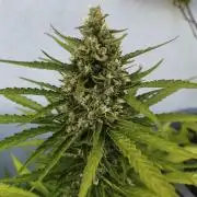 Outdoor grow 2026