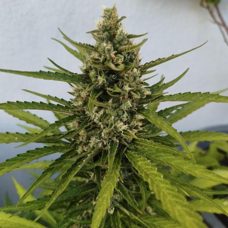 Outdoor grow 2026