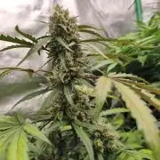 free seed grow