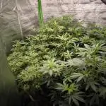 1 Reguläre steckling + 3 femis