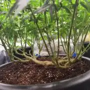 Big Mainline Project