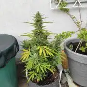 Outdoor grow 2026