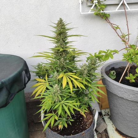 Outdoor grow 2026