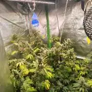 ZAMMIGROW2024