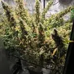 Organic grow