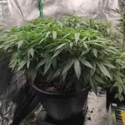 Big Mainline Project