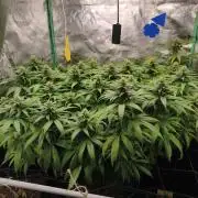 Big Mainline Project