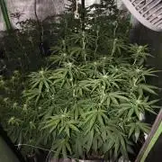 Sommer grow 2026
