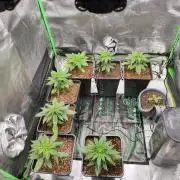 Big Mainline Project