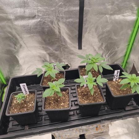 Indica Grow