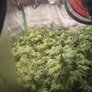 1 Reguläre steckling + 3 femis