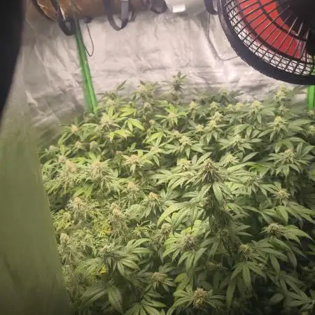 1 Reguläre steckling + 3 femis