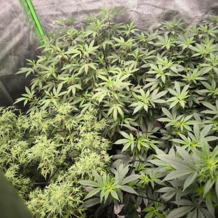 1 Reguläre steckling + 3 femis