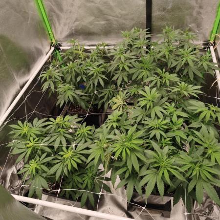 Sommer grow 2026