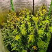 Sommer grow 2026