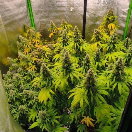 Sommer grow 2026