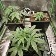 RQS Free seed grow