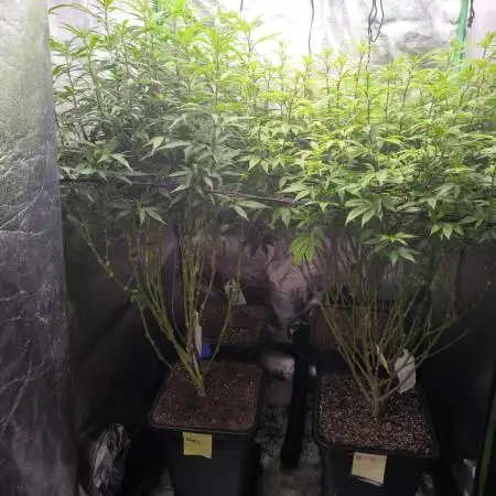 Wintergrow